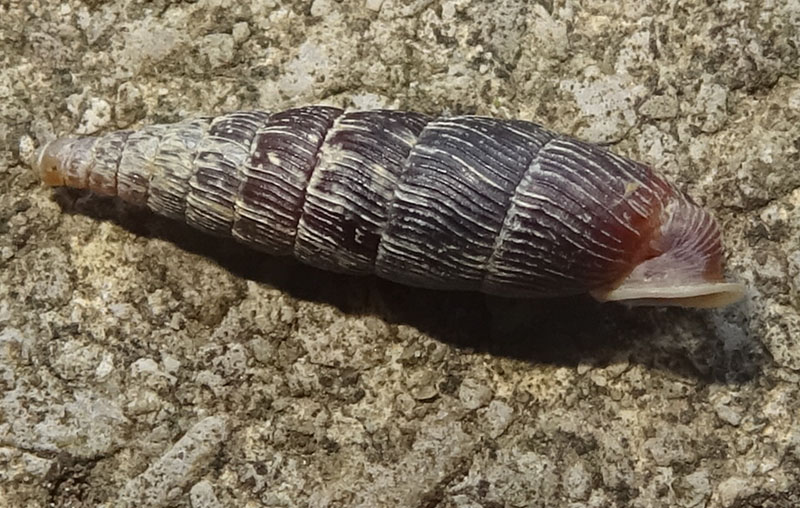 Macrogastra attenuata - Clausiliidae
